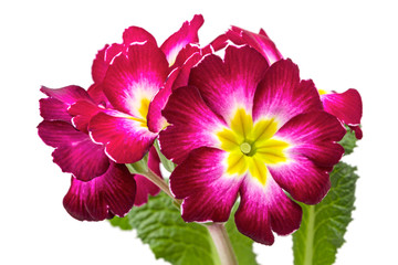 Maroon with yellow Primula