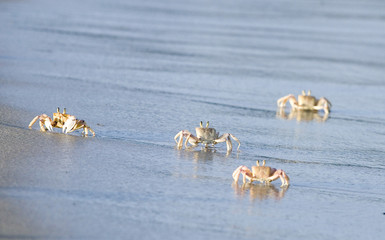 Crabs On The Beach