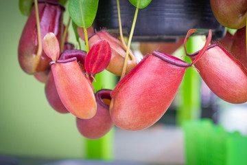 tropical pitcher plants , monkey cups