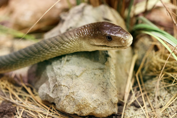 Black mamba resting on stone ready to hunt