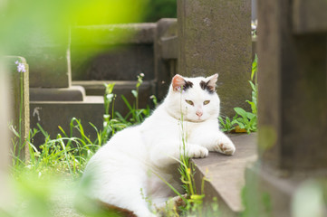 猫