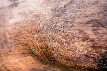 wood