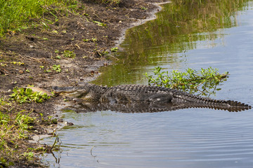 Large alligator submerged in a Florida swamp.
