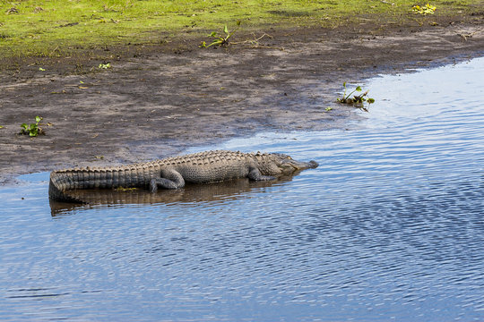 Large alligator submerged in a Florida swamp.