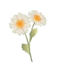 Isolated chamomile flower