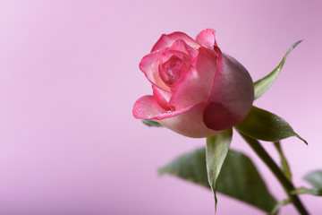 white and pink rose with water drops on pink background