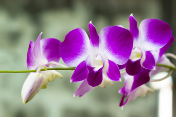 Purple pink orchid from garden.