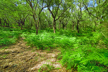 fern floor in Sardinia