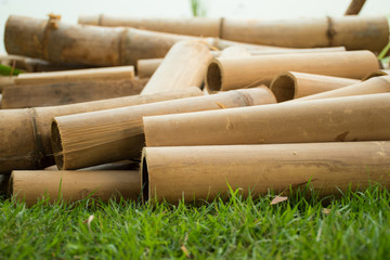 Dry bamboo on the grass