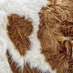 cow fur background (46)
