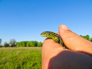 Little green lizard in the hand