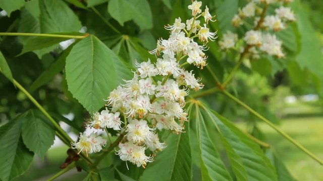 Сhestnut tree in bloom. Chestnut tree with blossoming spring flowers. - Stock Footage