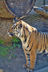  female Sumatran tiger, Panthera tigris sumatrae