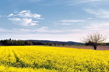 Campo di colza