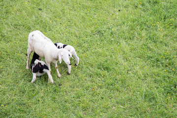 Fototapeta premium Rauris, idyllisches Bergdorf in den Alpen