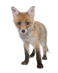 fox cub in studio