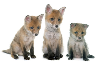 three fox cub in studio