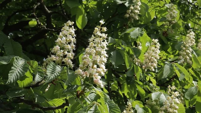 Сhestnut tree in bloom. Chestnut tree with blossoming spring flowers. 