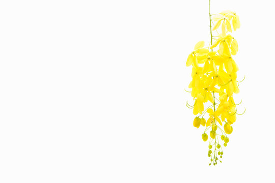 yellow Golden shower ,Cassia fistula flower isolate on white bac