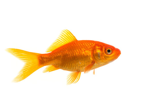 Single Goldfish seen from the side isolated on a white background