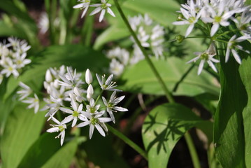 Blühender Bärlauch (Allium ursinum) - Bärlauchblüten