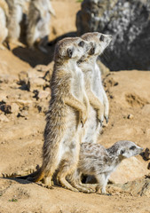 Group of meerkats