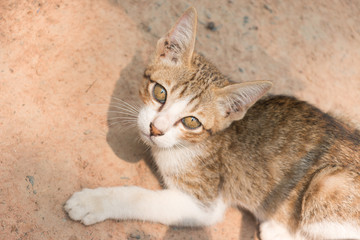 Tiny kittens looking for something.