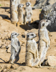 Group of meerkats