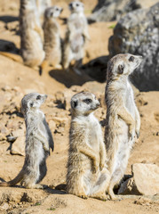 Group of meerkats