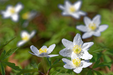 Anemone nemorosa