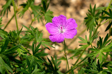アケボノフウロ
