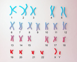 Normal human male karyotype, labeled. 3D illustration