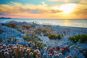 Sunset at north beach of Sardinia - Italy / Flowers on Dunes on island