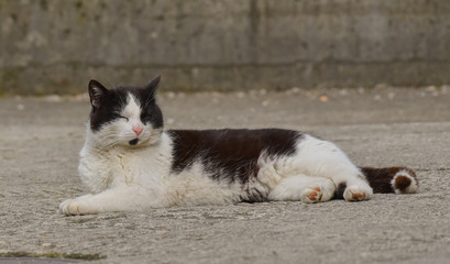 Gatto bianco e nero sdraiato per terra