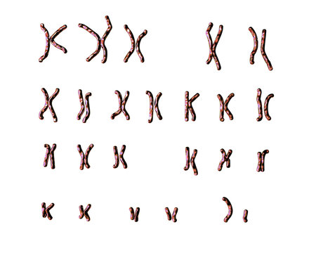 Normal human male karyotype. 3D illustration