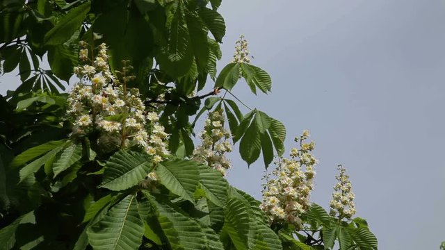 Сhestnut tree in bloom. Chestnut tree with blossoming spring flowers.