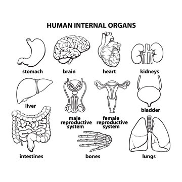 set of human organs, different human entrails, black and white sketch art, brain, stomach, kidney, heart, liver, bladder, male reproductive system, zhenstkaya uterus, intestines, bones, lungs