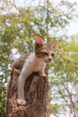 Tiny kittens looking for something on the tree.