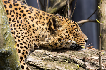 Fototapeta na wymiar Resting Sri Lanka Leopard, Panthera pardus kotiya