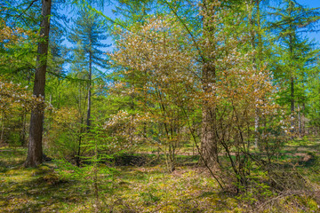 Fototapeta na wymiar Forest in sunlight in spring
