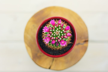 Blooming cactus on a wooden stand