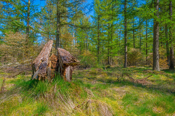 Forest in sunlight in spring