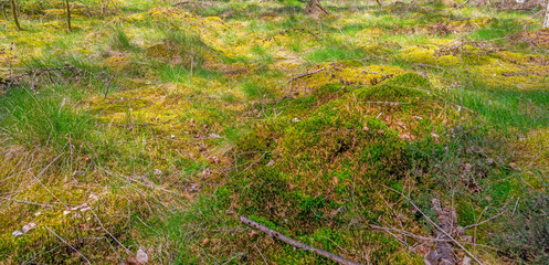 Clearing in a forest in spring