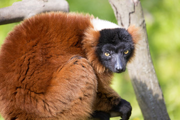 Red ruffed lemur, Varecia variegata rubra, sitting on a branch