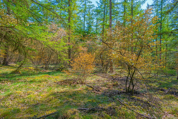 Forest in sunlight in spring