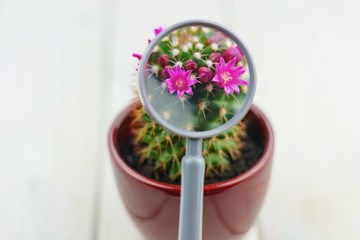 Small flowers of cactus through a magnifier.