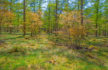 Forest in sunlight in spring