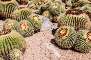 Coussins de belle-mère au jardin botanic