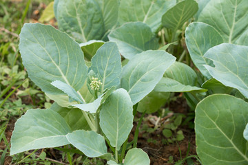 Obraz premium Fresh chinese kale