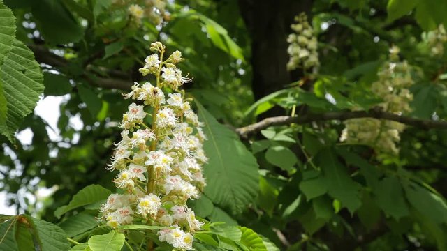 Сhestnut tree in bloom. Chestnut tree with blossoming spring flowers. - Stock Video